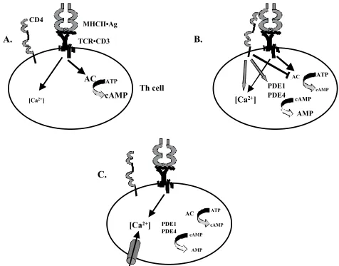 Figure 5. Regulation of intracellular Ca2+below resting levels. C. CD4 is released from the central area of the immunological synapse