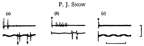 Fig. 7. Recordings from nerve 2 (top traces) and nerve 2 a (bottom traces), (a) Recordingsduring a flick in an intact antennule