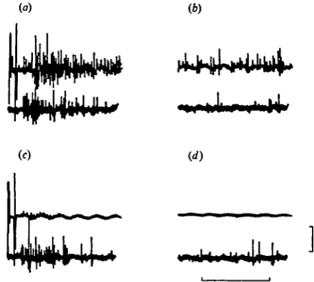 Fig. 3. Recordings of flexor (nerve 2, top trace) and extensor (nerve 2a, bottonr-'trace)motoneuronal activity during flexor activity which in the intact antennule al.vays results in
