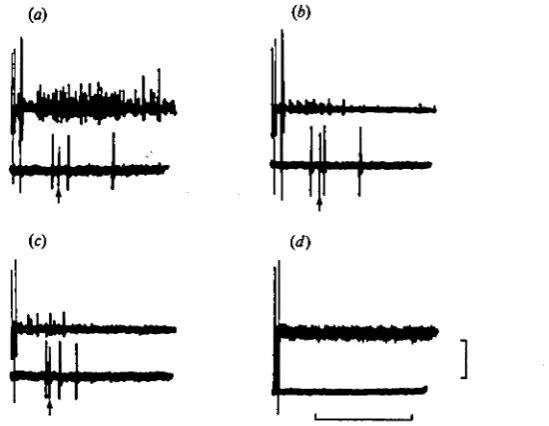Fig. 5. Recordings of flexor (nerve 2, top traces) and extensor (nerve 2the removal of the receptors of the antennular flagella and after nerves 1 and 3 have beenwere taken from a single partially dissected preparation
