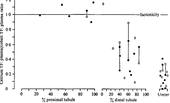 Fig. 5. Profile along the Necturuscalcium concentration to ultrafiltrable calcium concentration in plasma as related to the simul- nephron of the change in ratio between renal tubular fluid— Ca : -— CoSymbols and abbreviations are as in Fig