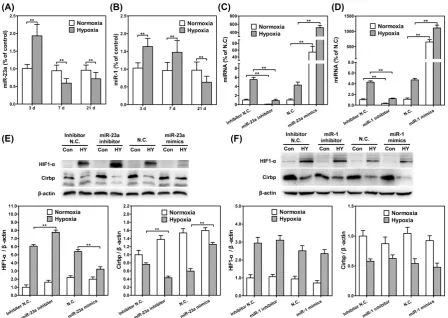 Figure 4. MiR-23a could up-regulate CIRBP and down-regulate HIF-1α under 1% hypoxia. Real time RT-PCR of miR-23a (A) and miR-1 (B) in hippocampus of rat kept in control groups or hypobaric hypoxia groups continuously for 3d, 7d and 21d respectively