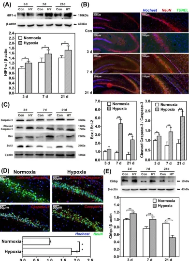 Figure 1. Chronic hypobaric hypoxia exposure led to elevated neuron apoptosis and significant change of CIRBP expression in rat hippocampus