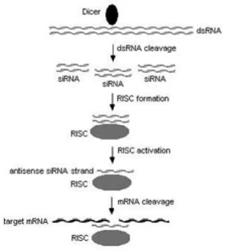 Figure 1. Proposed mechanism of RNA interference. Abbreviations include: dsRNA (double-stranded RNA), siRNA (small interfering RNA), RISC (RNA-induced silencing complex), and mRNA (messenger RNA).