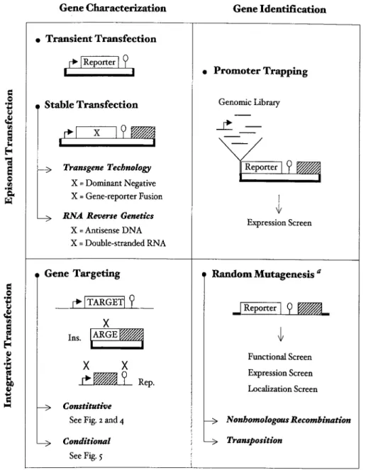 Figure  1. A  theoretical  view  of  molecular  genetic  techniques. The  selectable  marker  and  its  expression  sequences  are  symbolized  by  a  grey  box,  the  bacterial plasmid by thick lines, the gene promoter by an arrow, and the 3′ untranslated