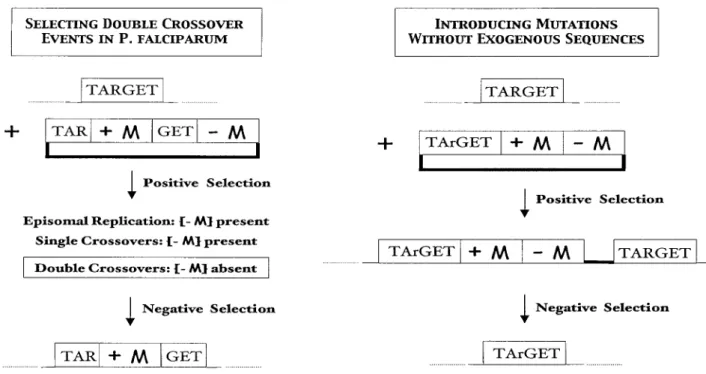 Figure 4. Using negative selectable markers in Plasmodium gene targeting. A negative marker allows for selecting parasites that do not express the marker,  generally by conferring susceptibility to a drug