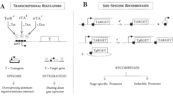 Figure 5. Tools for conditional gene expression. A) A promoter can be made drug-responsive by inserting 2 to 7 copies of 19-bp tetO (tetracycline operator)  sequences around the transcriptional initiation site of the promoter, which are recognized by a reg