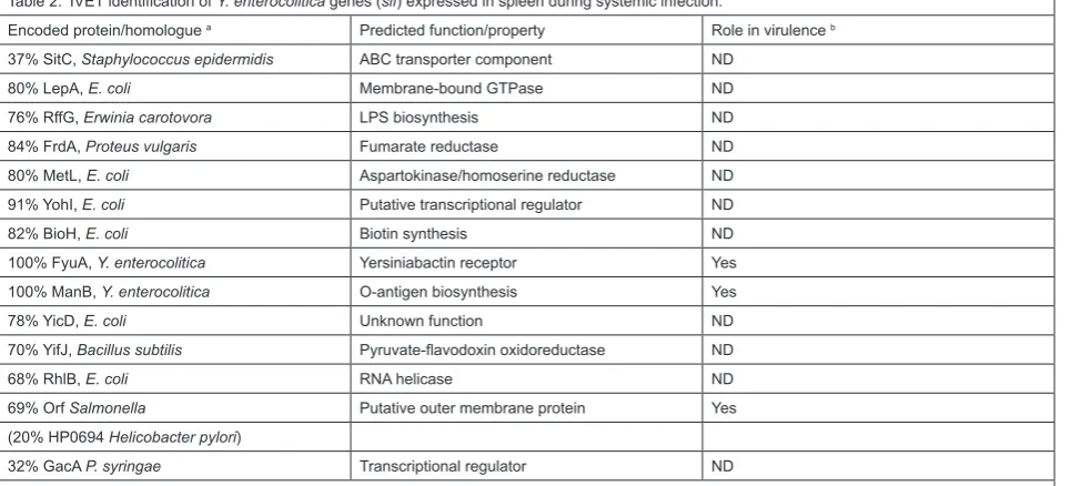 Table 2. IVET identiﬁcation of Y. enterocolitica genes (sif) expressed in spleen during systemic infection.