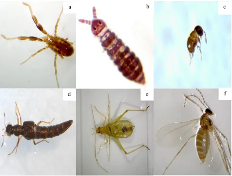 Figure 1.5. Representative specimens of the six most abundant soil arthropod orders found in pitfall traps during the 2014 soybean growing season: a) Acari, b) Collembola, c) Hymenoptera, d) Coleoptera, e) Orthoptera, and f) Diptera