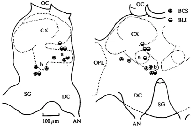 Fig. 9. Recording sites of the units receiving inputs from one antenna alone.See legend of Fig