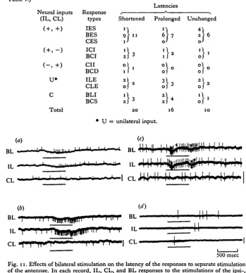 Fig. 11. Effects8-4 of bilateral stimulation on the latency of the responses to separate stimulationof the antennae
