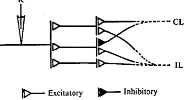 Fig. 12. Location of the units which showed differences in latency between unilateral andbilateral stimulations