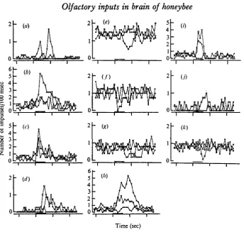 Fig. 2. Graphic representation of olfactory responses recorded in the brain. In each graph,open circle, closed circle, and open square represent the responses to the stimulation of ipsi-