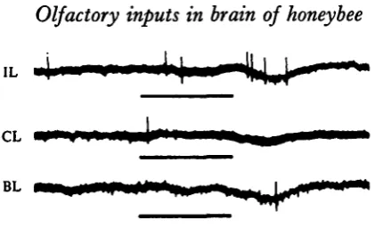 Fig. 4. Olfactory responses recorded in the brain. The same unit as shown in Fig. 2 (a).respond to that of the contralateral antenna (CL)