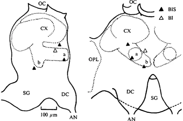 Fig. 7. Recording sites of the units receiving inhibitory and excitatory inputs from the ipsi-and the contralateral antennae respectively
