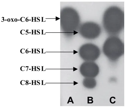 Fig. 2. TLC chromatogram of the AHLs present in cell-free supernatants of Y. pseudotuberculosis grown with shaking in LB at 22ºC and detected using the C