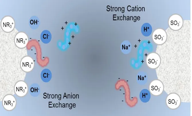 Figure 1.4 - Strong cation exchange and strong anion exchange surface interaction scheme