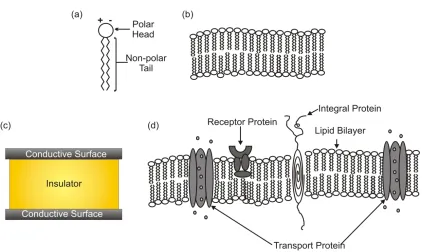 Figure 1.2. Cells can act like a (a) traditional capacitor which is comprised of an insulator bounded by two conductive plates