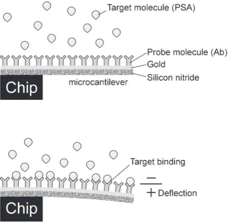 Fig. 5 General setup of immuno-PCR (IPCR) is similar to that of antigen (Ag) detection using ELISA