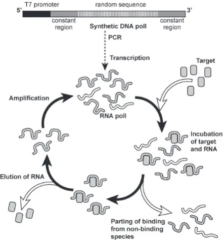 Fig. 6 A proposed structure of an antibody dendrimer complex.