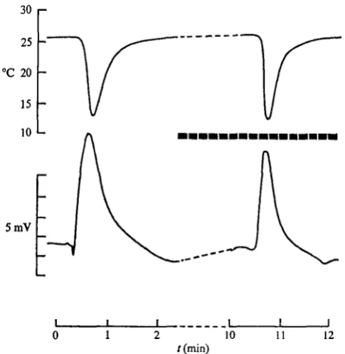 Fig. 12. The effects of ethacrynic acid (o'2 mM/1) on the d.c. potential and the responses tocooling in an intact connective