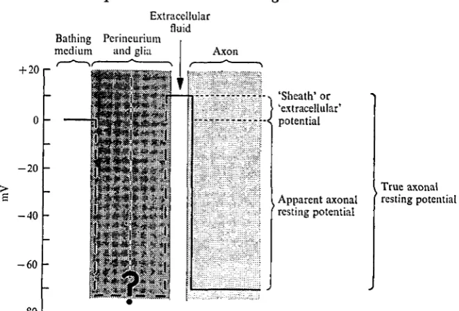Fig. i. Schematic representation of the apparent potential profile across the various structuralcompartments of a cockroach connective