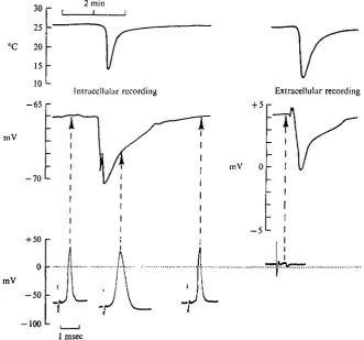 Fig. a. The effect of reduced temperature (indicated by the continuous recordings at the topof the illustration) on the resting and action potentials and on the 'extracellular' potential.