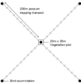 Figure 1. Position of bird count stations in relation to the layout of a vegetation plot and possum trapping transects at each sampling location.