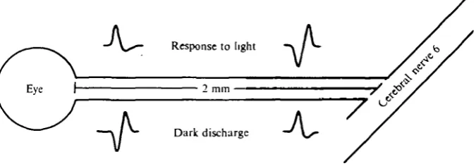 Fig. 4. Schematic diagram of optic nerve showing types of extracellular waveforms recorded attwo positions on the nerve during light and darkness