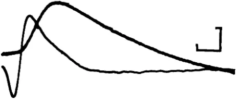 Fig. 5. Timing of athe optic nerve. Upper trace, intracellular soma record; bottom trace extracellular optic nerve unitary action potential recorded simultaneously in a receptor soma and inrecord