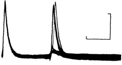 Fig. 9. Recovery of the optic nerve compound action potential in a double-shock experiment.Stimulus was a o-s msec biphasic pulse at twice the minimal voltage for the full compoundresponse