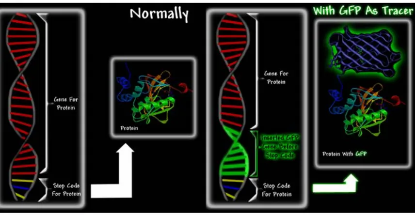 Fig. 6 Insertion of GFP gene into DNA. Douglas Prasher GFP School, (Science 263, 802–805, 1994)