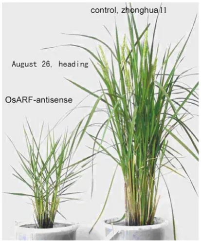 Fig. 4. Comparison of AS-OsARF1 transgenic rice and a non transgeneic control. Left; AS-OsARF1 transgenic rice