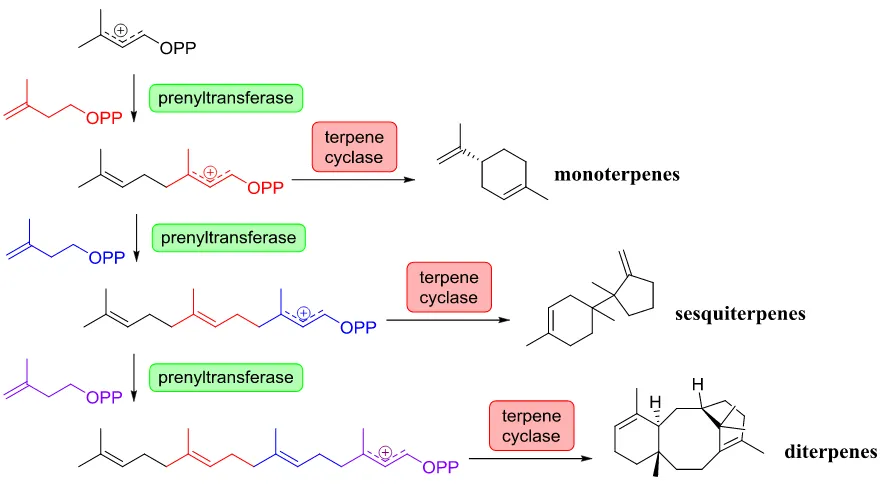 Figure 1-4: Linear precursor generation and subsequent cyclization. Prenyltransferases catalyze carbon-carbon bond formation between five-carbon unit hemiterpenes to produce elongated substrates