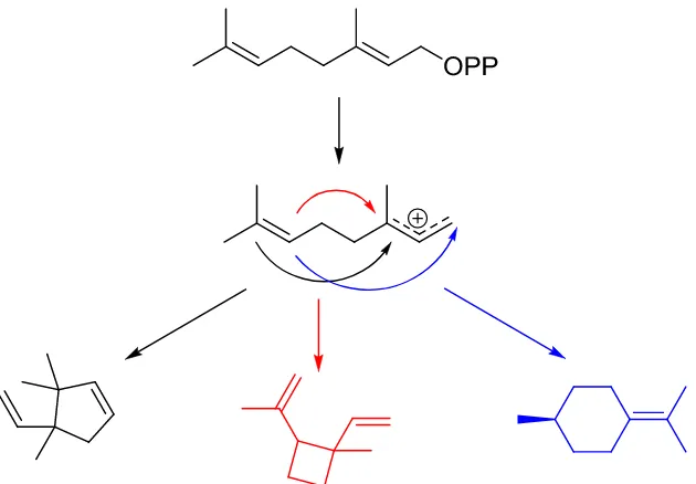 Figure 1-5: Hypothetical cyclization of geranyl pyrophosphate. Terpene cyclases delicately direct various possible cyclization schemes afforded by the carbocationic chemistry available