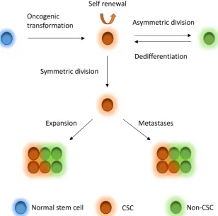 Figure 1. CSC model. Normal stem cells can undergo oncogenic transformation to give rise to cancer stem cells (CSCs)