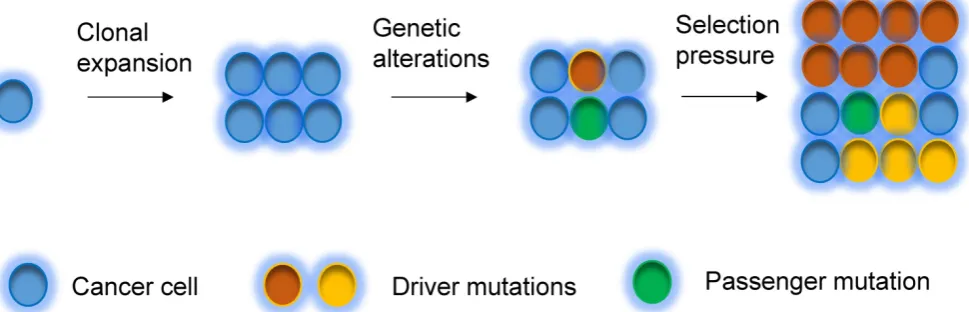 Figure 2. Clonal evolution model. Tumor can evolve through clonal expansion of cancer cell, giving rise to heterogeneity within tumors, which is created by genetic changes
