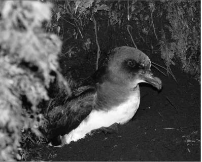 Figure 1. Chatham Island taiko at burrow entrance (October 2006). Photo: GA Taylor