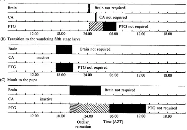 Fig. 7. A schematic summary of the timing of the endocrine events which are required for:(A) the moult to the fifth instar; (B) the transition to the wandering larva; (C) the moult to the