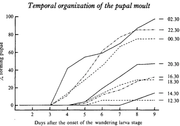Fig. 4. The time-course for pupation for groups of Manducavarious times during day i and day 2 (00.30 and 02.30) after the onset of the wandering stage.The time of ligation is indicated to the right of each curve