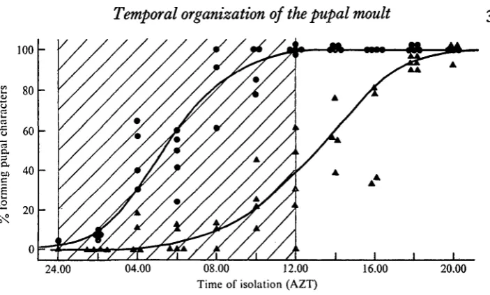 Fig. 6. The developmental response of isolated fifth-instar abdomens as a function of the timeof isolation; • — • abdomens which showed at least the formation of the pupal 'gin traps';