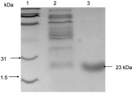 Table 1 shows that AzoEf1 utilizes either NADH or NADPH 