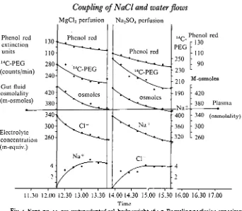 Table 3. Na+ and Cl~ flows in MgCl2, Na2SO4 and MgSO4perfusion experiments