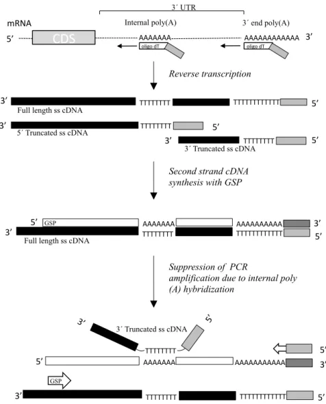 Figure 1. Schematic representation of 3΄ RACE PCR suppression in mRNAs containing internal poly(A) stretches