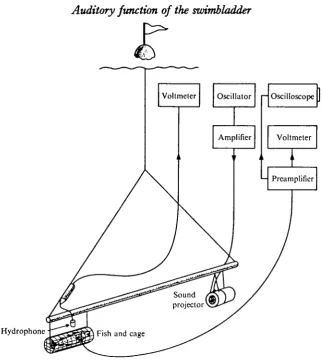 Fig. 1. Sketch of the experimental arrangement. See text for details.