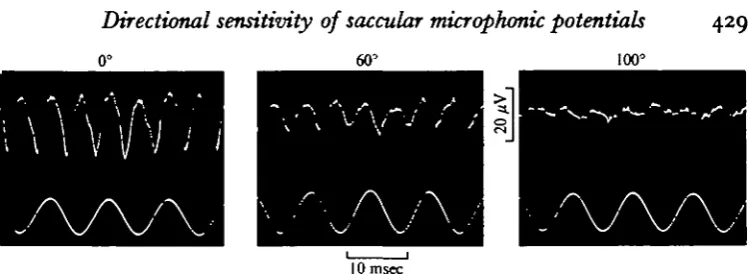 Fig. 3. Saccular microphonic potentials (upper trace) recorded during ioo Hz vibrationof 1 "2 x io~* cm amplitude (lower trace) at three different angles of azimuth.