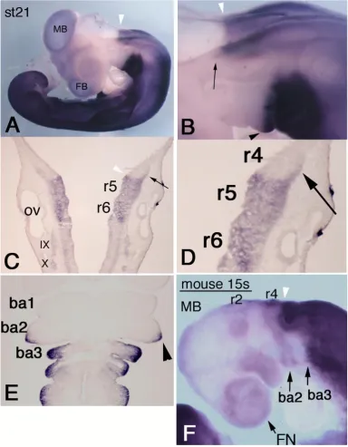 Figure 1: Expression pattern of chicken HOXA3 and mouse Hoxa3 in the anterior head region