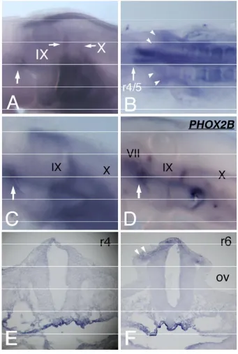 Figure 2: HOXA3 expression dur-