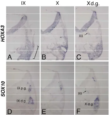 Figure 3: In situ hybridization for HOXA3 (A,B,C) and SOX10 (D,E,F) in sections made through the IXth (A,D) and Xth (B,E) nerve, and the distal ganglion of the Xth nerve (C,F)