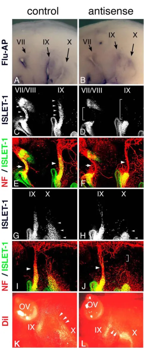 Figure 4: Electroporation of morpholino oligo into pla-code-derived cells. Control (A) or antisense (B) morpho-lino oligo are detected in placodes and placode-derived cells of the VIIth, IXth, and Xth nerves